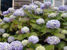 hortensia nature plants flower flowers hydrangea lightblue pale