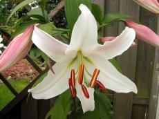 flower orchid white lily leaf petal petals