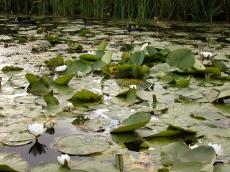 pond leafs lleafs lily water swamp