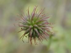 thistle small plant creeper creepers green natural