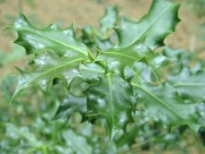leaf holly xmas x-mas christmas seasonal holiday holidays green plant sharp prick prickly