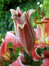 flower tropical red tulip botanical closed