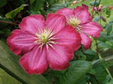 nature plants flower pink red