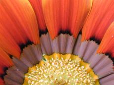 flower macro nature plants pestle orange
