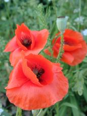 nature flower flowers plants poppy red