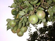 fruit tree nature plants pear pears