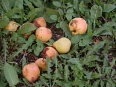 pear pears fruit thrown away grass trash rubbish