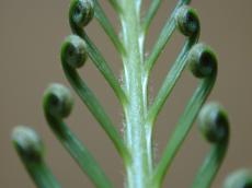 fern spiral nature plants macro leaf