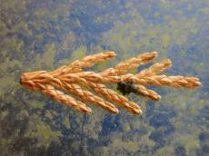 nature plants leaf fern algae texture glass green segmented segments segment