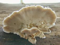 toadstool nature mushroom fungus water drops beighe