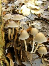 toadstools toadstool fungus forest tree autum