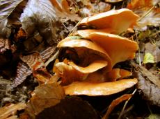 toadstool toadstools mushroom mushrooms fungus fungi plant brown autumn scene forest floor ground growing