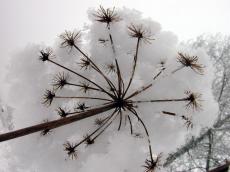 snow cold winter plant ice 