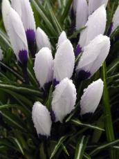 flower flowers tulips dewdrop dewdrops raindrop raindrops wet spring springtime flowering growing white purple