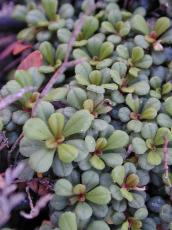 nature plants succulent leaf leafs green