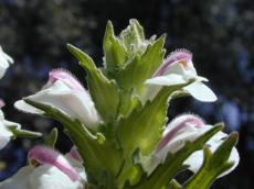 flower moist watr drops green