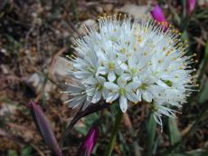 flower peddles white stamp green leaves