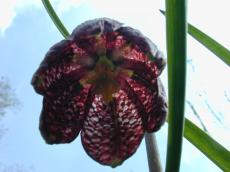 flower tulip red dark darkred purple petals hanging