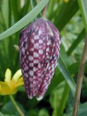 flower tulip purple specks green