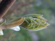 bud spring leaf nature plants green hairy