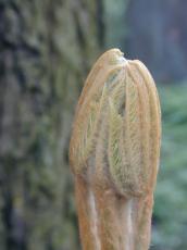 plant folded forest leafes furry soft