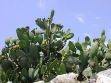 cactus cacti desert hot dry plant plants green warm