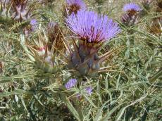 plant heather scottish scot thistle purple