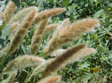 field plants growing sway swaying furry