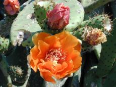 plant flower flowers cactus cacti bloom blooming