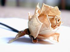 rose dead dry dried nerves leaves petals pink flower
