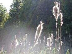 rush plants stems cane river brook