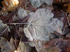 leafs frozen frost winter nature plants texture grounds vein