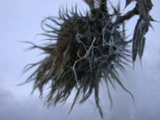thistle thorn nature plants winter