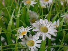 nature flowers plants plastic fake grass daisy daisies macro