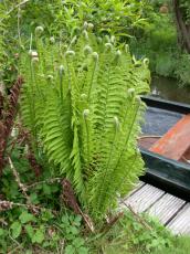 nature plants fern green curl curls