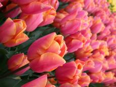 tulip tulips flower flowers field purple