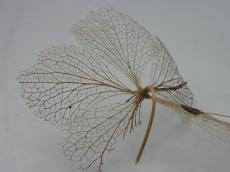 vein nature plants seed fall texture