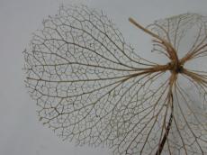 vein nature plants seed fall