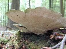 mushroom forrest nature plants fungus funghi bottom texture