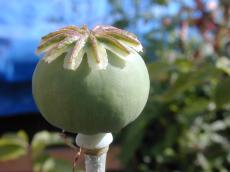 nature plants poppy narcotics narcotica drugs cocaine coke seed sphere spherical