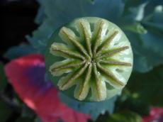 nature plants poppy seedbox seed green macro star