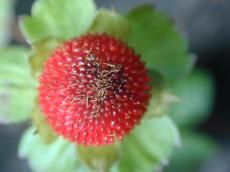 strawberry fruit macro red nature plants