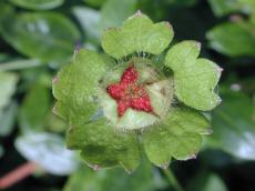 nature plants flower flowerbud star red green strawberry hairy