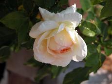 nature plants flower flowers rose white pink moist moisted water waterdrop waterdrops