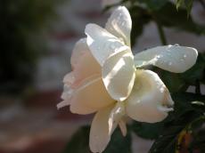 nature flower rose plants pink water waterdrop waterdrip moist