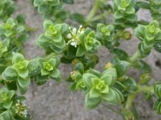 wet green plant plans small peddals