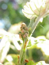 nature plants flower green leaf web cobweb