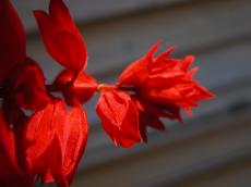 red flower leafs pedals