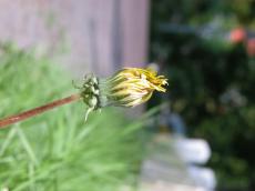 poppy bud flower yellow closed stem
