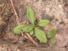 plant ground mud earth small green